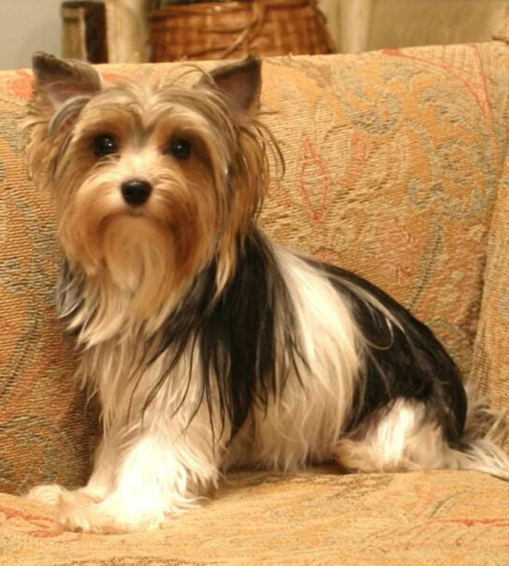 Briewer Terrier Puppy