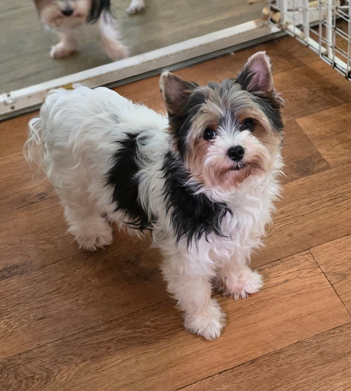 Briewer Terrier Puppy