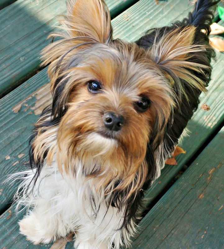 Briewer Terrier Puppy